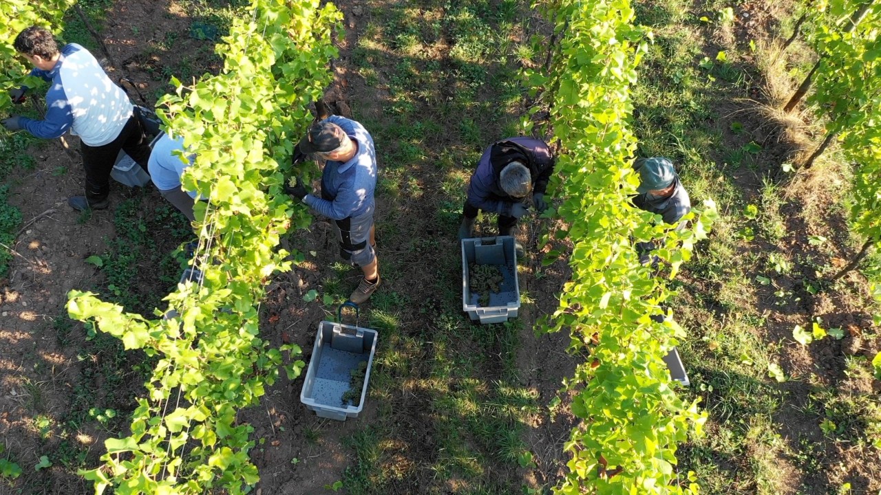 Blick von oben auf Reihen von Weinreben in denen Saisonarbeiter stehen und Trauben lesen.