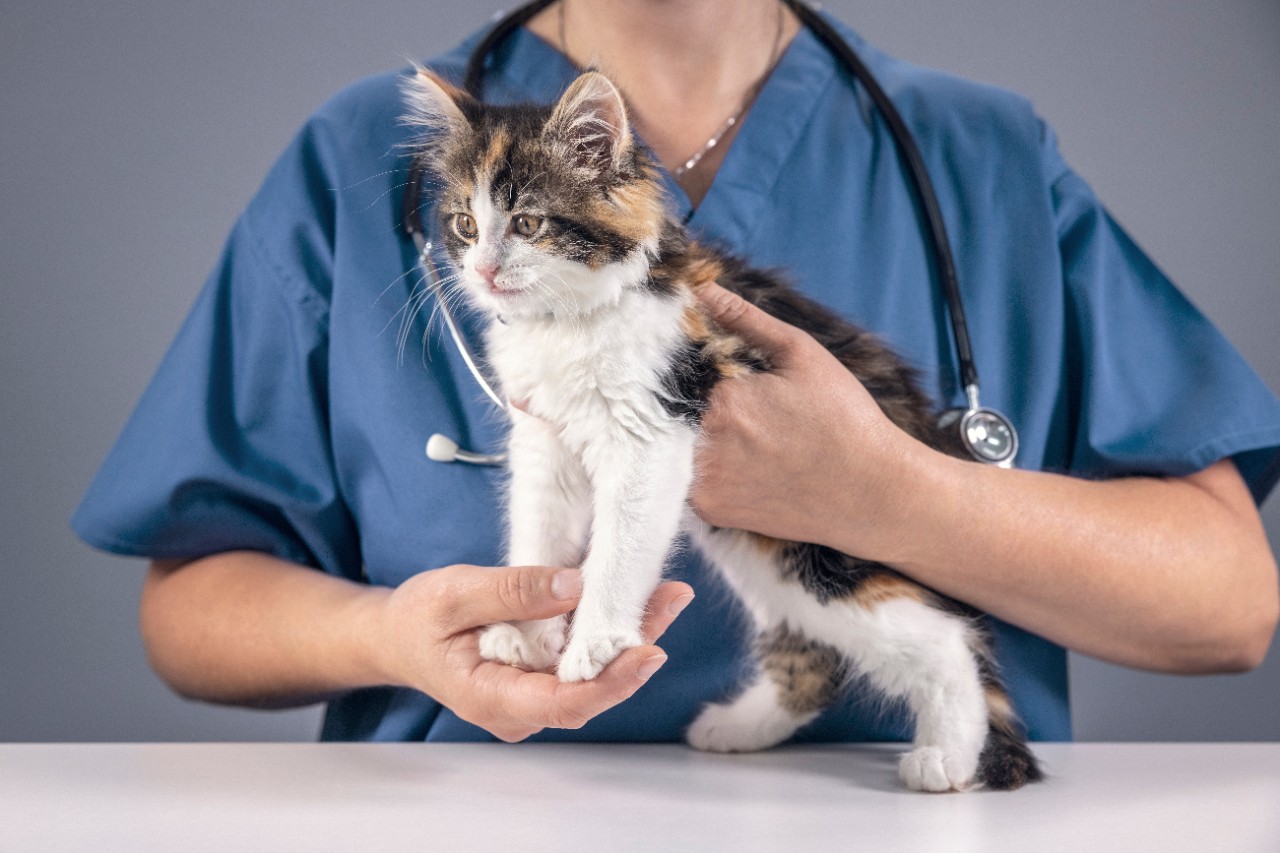 Eine Veterinärin hält eine Katze in beiden Händen, um sie zu untersuchen.