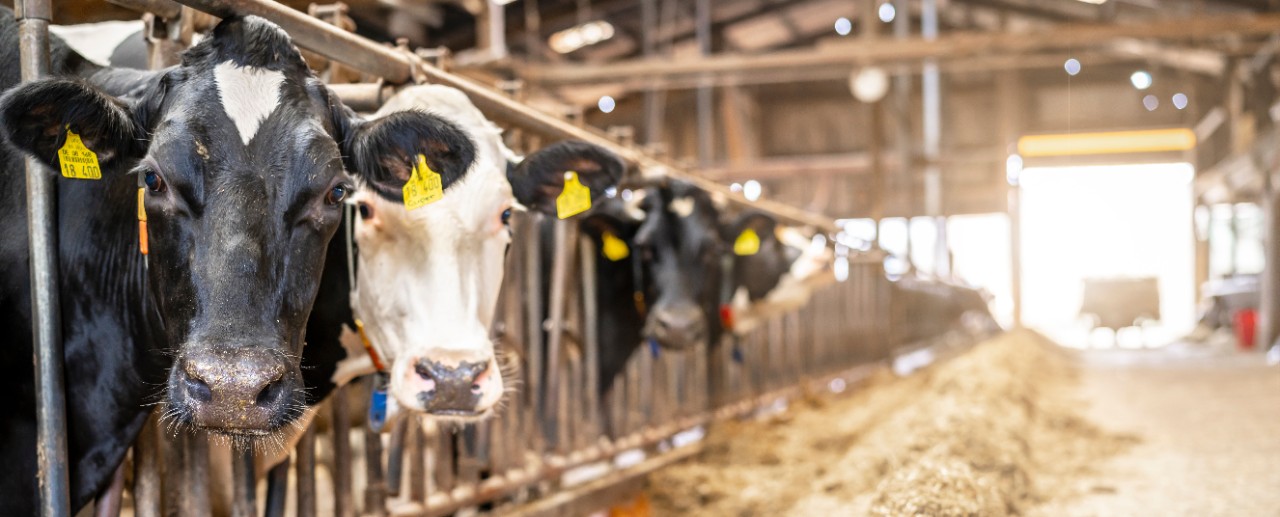 Blick in eine Kuhstall: rechts der Mittelgang, links eine Reihe Kühe. An ihren schwarzen und weißen Köpfen sind die gelben Ohrmarken zu sehen. 