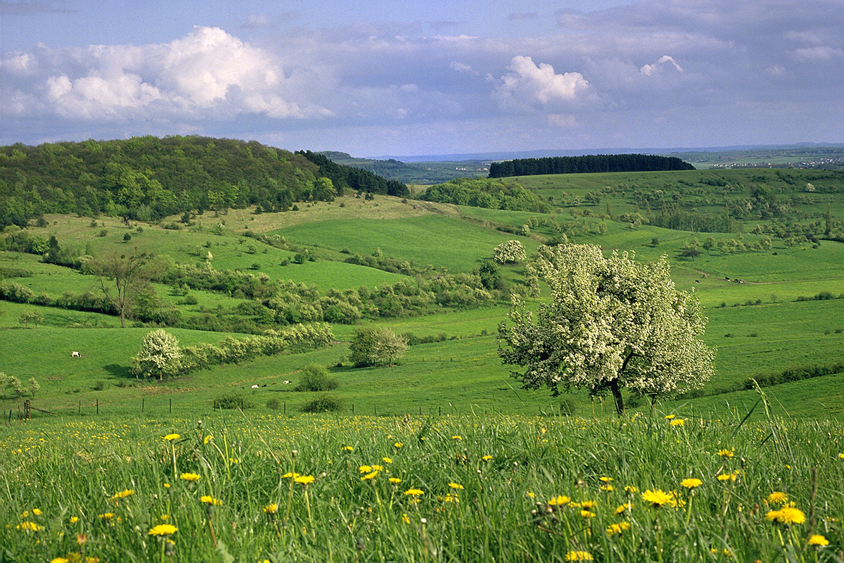 Blick von einem Hügel auf eine Landschaft im Frühling mit grüner Wiese, Löwenzahn, blühenden Apfelbäumen. Die Landschaft ist von Hecken durchzogen und ganz hinten ist ein Laub- und ein Tannenwald zu erkennen.