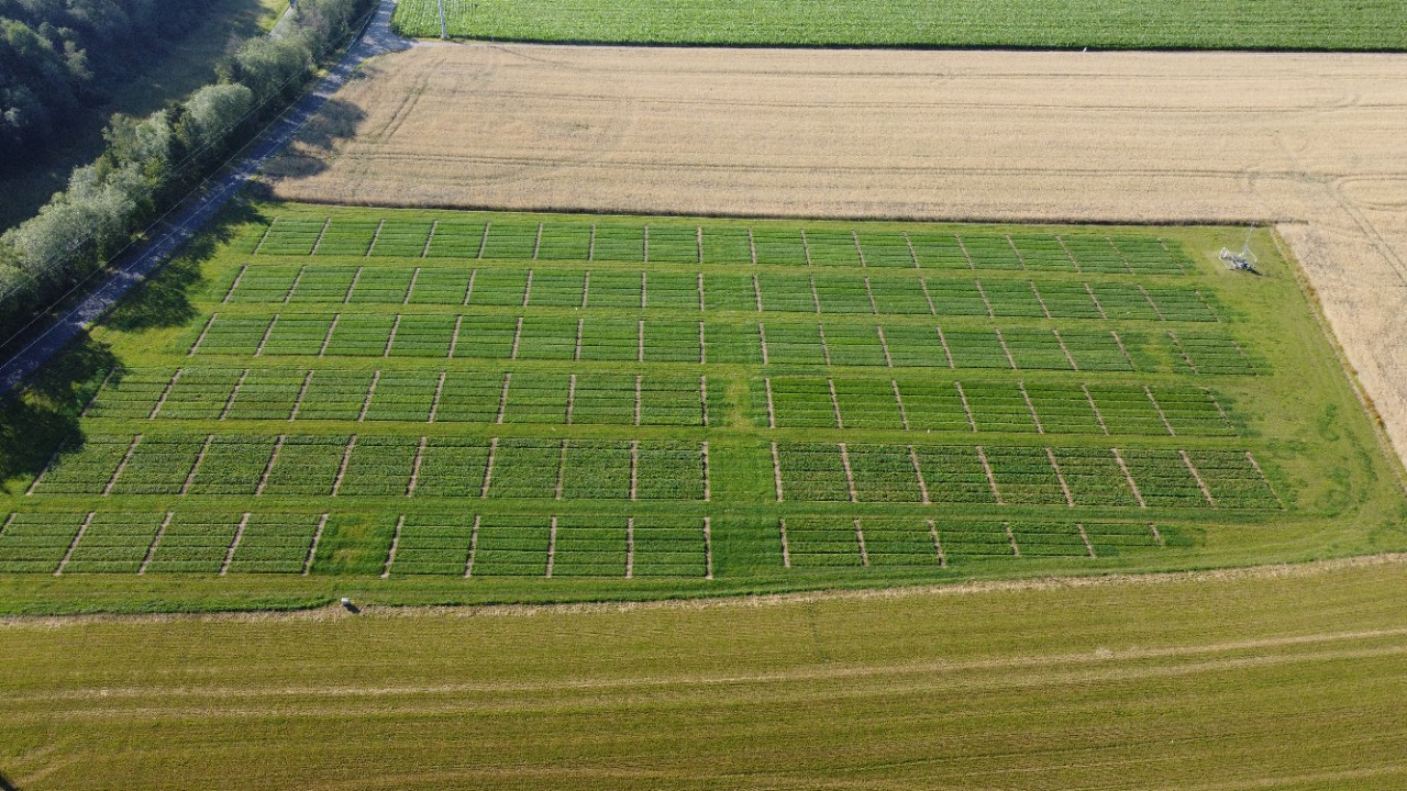 Blick von oben auf ein Feld, auf dem verschiedene Sorten Gras in kleinen Parzellen wachsen. 
