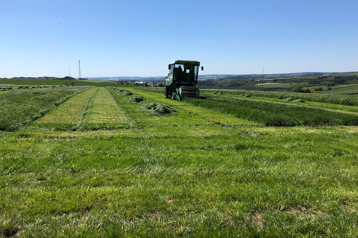 Verschiedene Sorten Gras wachsen in Reihen nebeneinander. Das Gras wird mit einer Mähmaschine geschnitten und liegt in Haufen zwischen den Reihen.