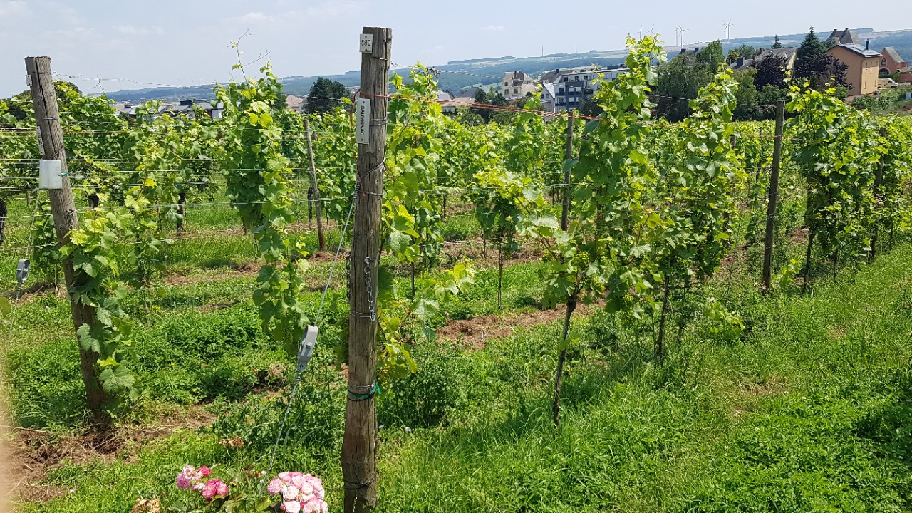 Am Anfang der Reihen von Weinreben im Testweinberg stehen Holzpfähle. Darauf sind Schilder angebracht, auf denen die jeweiligen Rebsorten verzeichnet sind. 