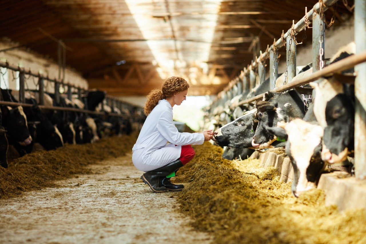 Eine Veterinärin kniet im Gang, der mitten durch einen Kuhstall führt, vor einer Kuh.