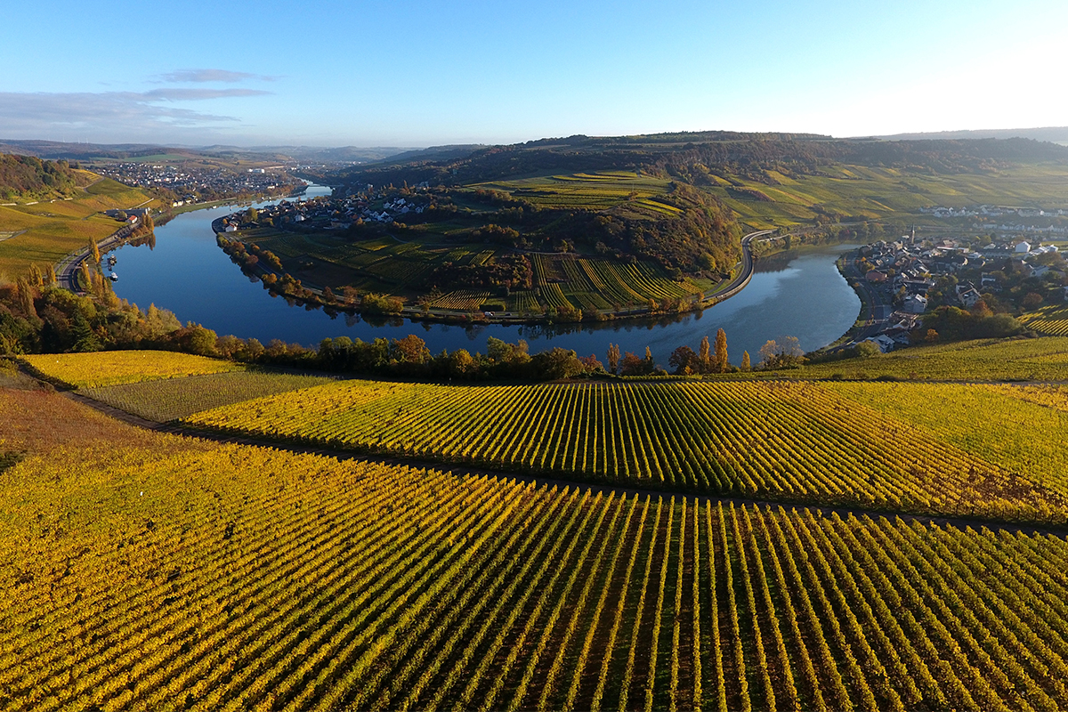 Blick aus 150 bis 200 Metern Höhe über Weinberge hinab auf die Mosel, die sich durch das Tal windet.