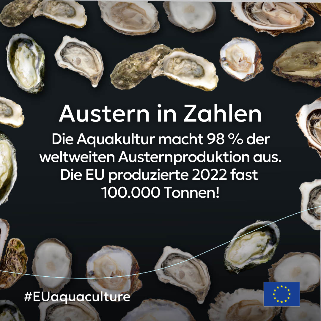 Es dauert ungefähr 3 bis 4 Jahre, bis die Austern die zum Ernten notwendige Größe erreichen.
