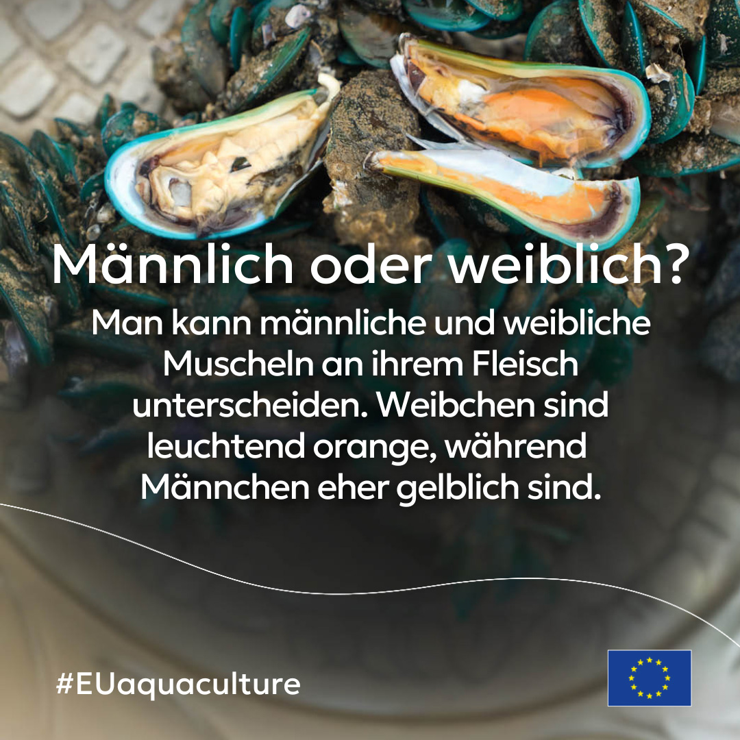 Die Miesmuschel wird entlang von Küstengebieten und in Gezeitenzonen vieler Meere gezüchtet.