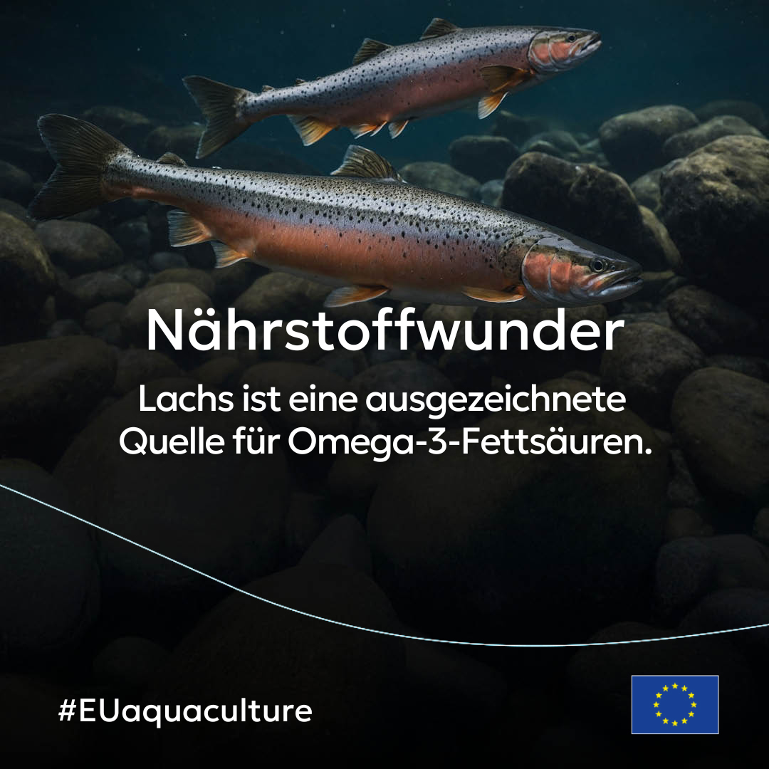 In Irland werden Lachse in der Aquakultur mittlerweile ausschließlich biologisch gezüchtet.
