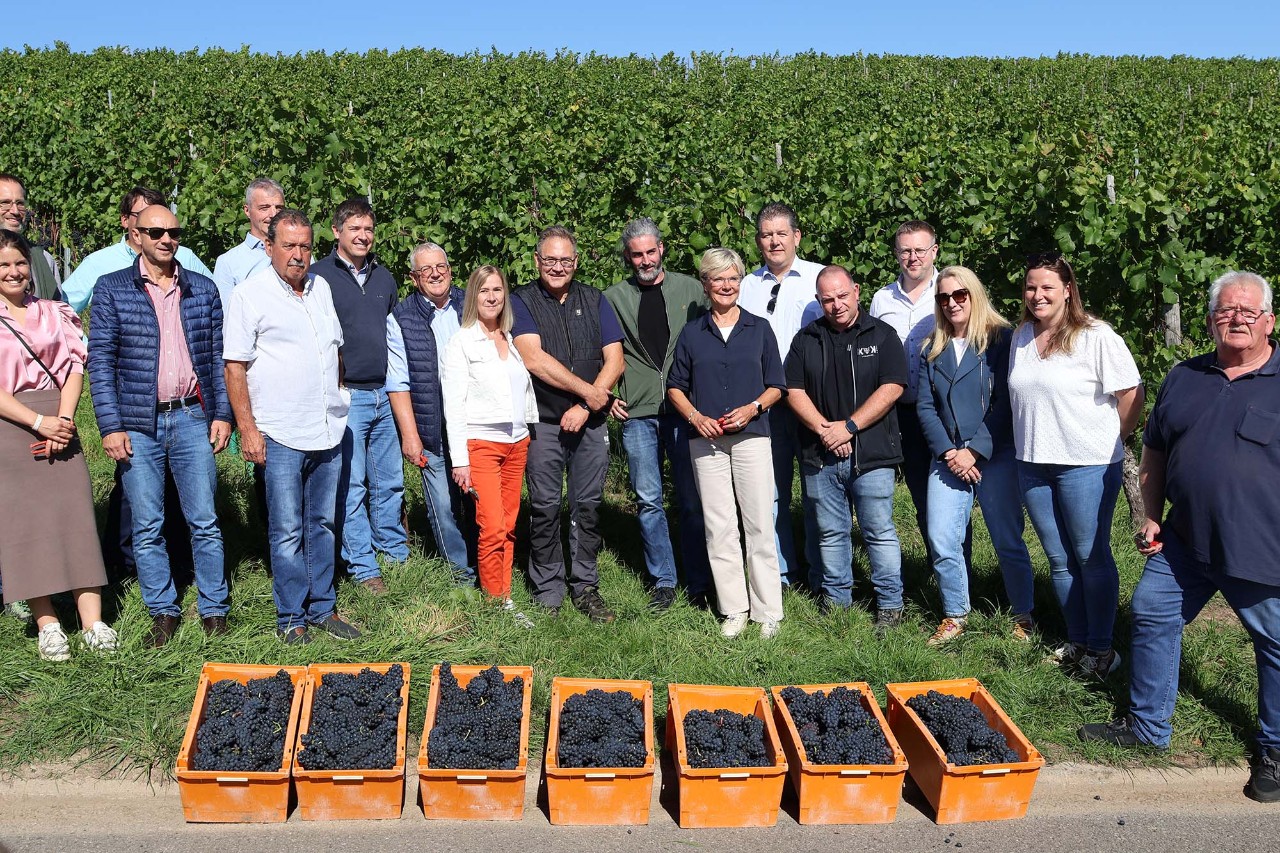 L’année 2025 restera dans les mémoires comme l’une des plus favorables de la dernière décennie pour la viticulture luxembourgeoise. 