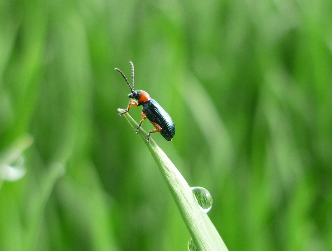 Ein Getreidehähnchen, ein 5-6 Millimeter großer Käfer mit rötlichem Halsschild, auf einem Getreideblatt.
