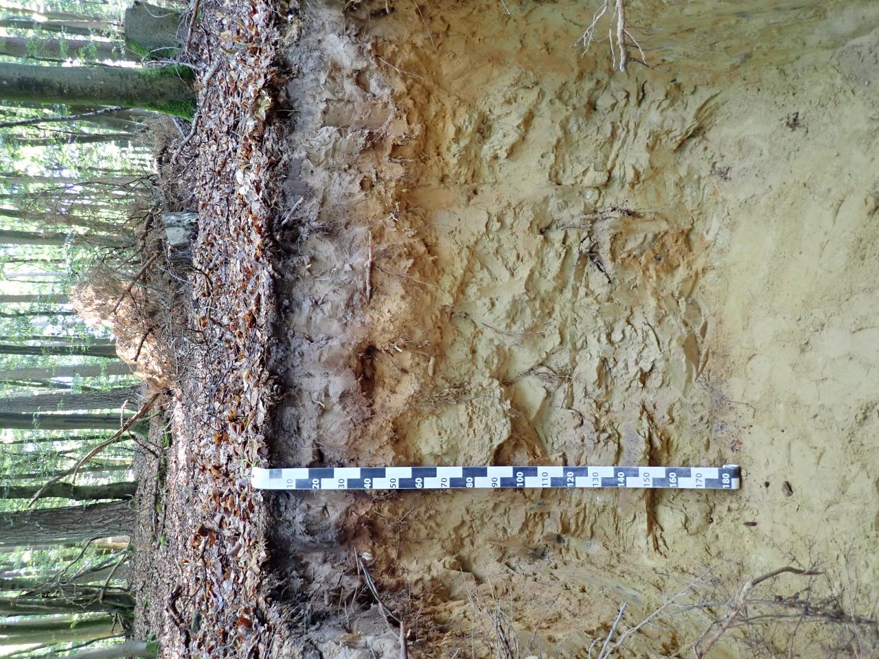 Bodenprofil Albic Podzol (Arenic), Moesdorf (LU)