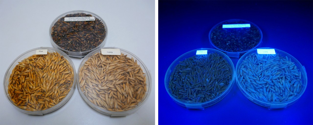 Saatgut - Fluoreszenztest bei Hafer