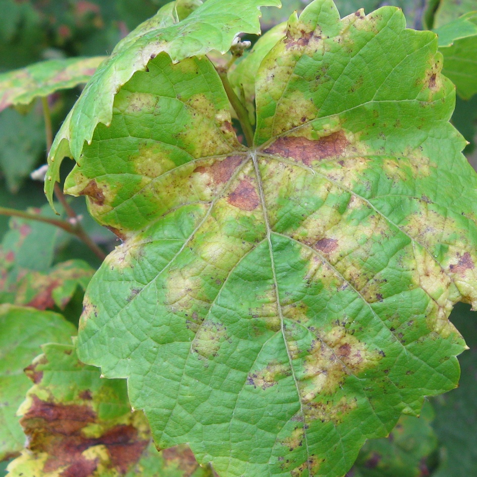  Falscher Mehltau (Plasmopara viticola) Blatt mit älteren Ölflecken