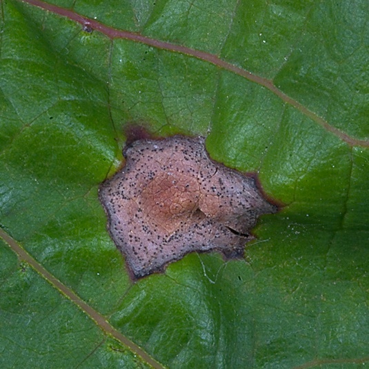 Blattnekrosen mit Fruchtkörpern