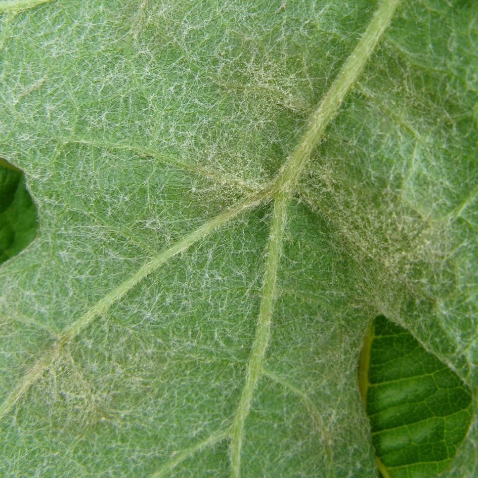 Echter Mehltau (Erysiphe necator) Blattunterseite