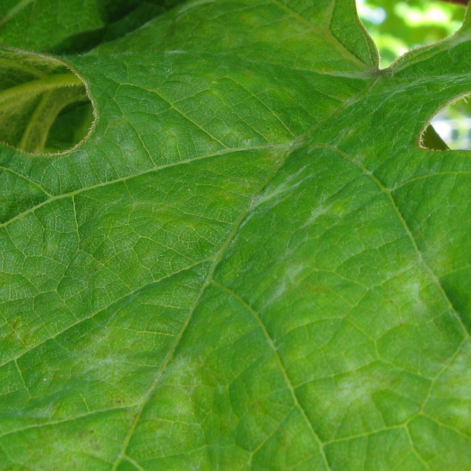 Echter Mehltau (Erysiphe necator) Blattoberseite