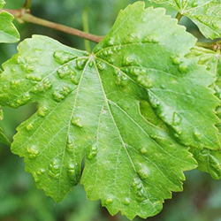 Pockenmilbe am Blatt