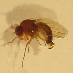 KEF Weibchen mit sägeartigem Eilegeapparat