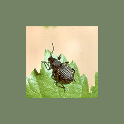 Gefurchter Dickmaulrüssler