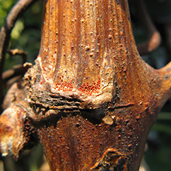 Wintereier der Obstbaumspinnmilbe